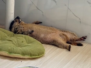 「休日のお父さん」すぎるマーモットのへそ天お昼寝