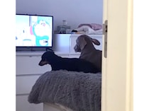 生粋のテレビっ子な犬さんたち。 邪魔をされるとこの反応！