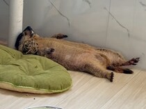 「休日のお父さん」すぎるマーモットのへそ天お昼寝
