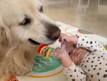 【家庭教師わんこ】おもちゃを見せて好奇心を刺激！赤ちゃんの成長を助ける犬さん