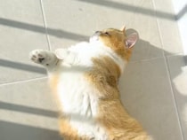 【期待外れだニャ】今日も日向ぼっこしたかったのに… 雨空にがっかりの猫さん