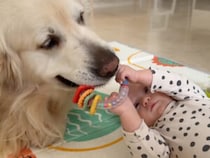 【家庭教師わんこ】おもちゃを見せて好奇心を刺激！赤ちゃんの成長を助ける犬さん