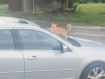 車上荒らし…？ 動きが怪しすぎる猫さん発見！