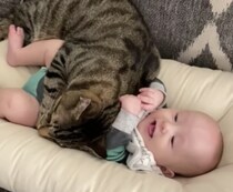 猫「一緒に寝る〜♪」赤ちゃんのベッドに侵入！