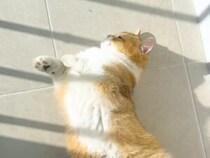 【期待外れだニャ】今日も日向ぼっこしたかったのに… 雨空にがっかりの猫さん