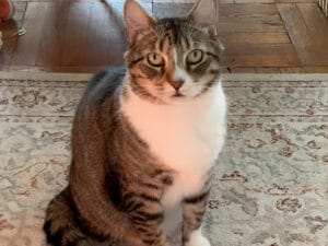 【礼儀正しいおねだり】「ねえ、なでて？」そっとお手々を伸ばす控えめな猫さん