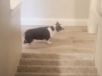 ママがいない！ 声は聞こえているのに、どうしても飼い主に会えない犬さん。