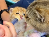 大人になってもミルクは別腹？ 子猫と一緒にミルクを飲みたい親猫さん