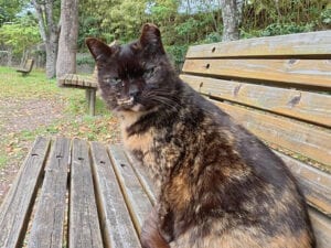 ベンチで休む2匹の猫さん。「お隣いいですか？」相席をお願いしてみたら…