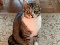 【礼儀正しいおねだり】「ねえ、なでて？」そっとお手々を伸ばす控えめな猫さん