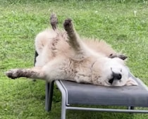 犬生をすっごく楽しんでいる番犬のお昼寝。