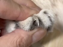 【天才的な作戦】あんなに嫌がってたのに！おやつに夢中な隙に猫さんの爪切り完了