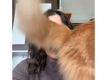 【最強のお邪魔虫】作業が進まない！お尻を突き出して画面を隠す猫さんのイタズラ