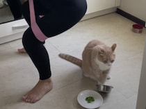 気づいてあげて〜！ 飼い主が運動する後ろで、ゴハンくれアピールする猫さん
