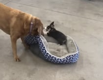 「降りてよ〜！」なんでも遊びにしちゃう子犬に、困惑するデカワンコ。