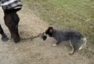 負けないぞー！馬と綱引きする犬さん