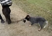 負けないぞー！馬と綱引きする犬さん