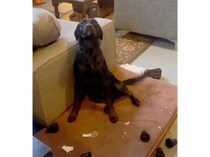 犬「仕上がりには自信があります♪」イタズラして誇らしげな顔！