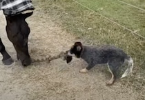 負けないぞー！馬と綱引きする犬さん
