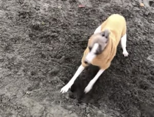 犬って本当にこれが好き！ はしゃぎすぎてクルクル