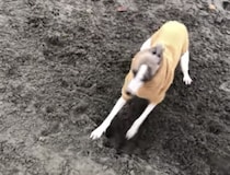 犬って本当にこれが好き！ はしゃぎすぎてクルクル