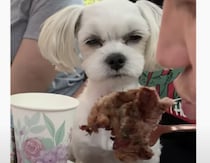 犬「ひと口くれたっていいのに… ケチ！ 怒」睨みつける表情が最高