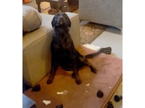 犬「仕上がりには自信があります♪」イタズラして誇らしげな顔！