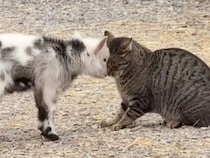 【異色の仲良しコンビ】「ごつん」が挨拶？ 猫と子ヤギの不思議なコミュニケーション