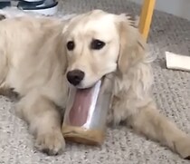 そこまでして食べたいか！ベろ〜んと舌を伸ばして瓶を抱えるワンコ。