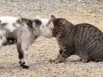 【異色の仲良しコンビ】「ごつん」が挨拶？ 猫と子ヤギの不思議なコミュニケーション