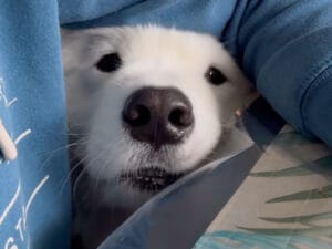 【可愛すぎて食べられない】隙間からキラキラお目目でゴハンをおねだり。甘えん坊なサモエドさん