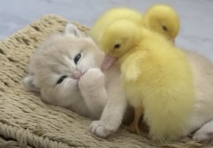 子猫に添い寝してほしいアヒルの子、ぴったりくっついて離れない！