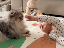 もうすぐお母さんになる猫さん、出産前に赤ちゃんにご挨拶