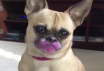 「メイクに興味がありまして」帰宅したら愛犬の顔が大変なことに！