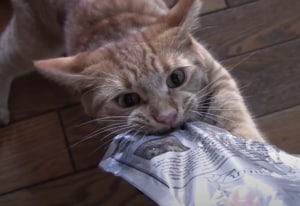 ムキーッ！キャットフードの袋に喰らいついて豹変する猫さん