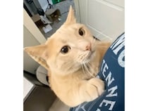 飼い主さんが帰宅したときの猫さんたちの反応、それぞれ個性が出ていて可愛い♡