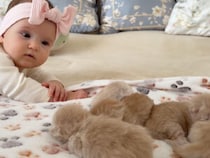 「生まれたよー！」赤ちゃんに子猫を紹介したくてしょうがないママ猫さん