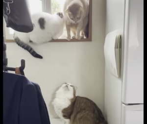 そこにいたら降りられないってば！ 無意識に邪魔しちゃうマイペース猫さん。