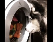 なんてことを！ 大好きなぬいぐるみを洗濯されて唖然とする犬