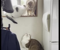 そこにいたら降りられないってば！ 無意識に邪魔しちゃうマイペース猫さん。