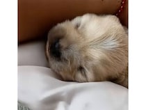 飼い主さんの腕でうとうとしている子犬さん、夢の中でも忙しそうだった