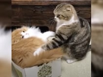 「その中入りたい！」「まだダメにゃの！」箱を巡って猫のケンカが勃発！