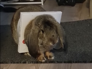 猫よりも大きいうさぎ！扉にハマってさぁ大変！