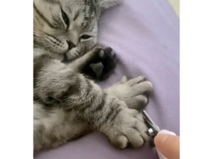 猫がこんなに機嫌良く爪切りさせてくれるなんて！ 斬新な方法にびっくり！