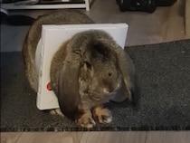 猫よりも大きいうさぎ！扉にハマってさぁ大変！