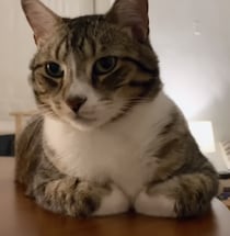 「お手手ナイナイ」する猫さんに、手はどこ？と聞いてみたら可愛い反応が♡