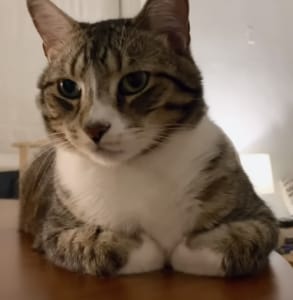 「お手手ナイナイ」する猫さんに、手はどこ？と聞いてみたら可愛い反応が♡