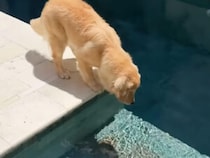 「もう暑いよね？入っていい？」プールの前でソワソワしていた犬さんが可愛いかった♡