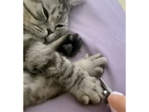 猫がこんなに機嫌良く爪切りさせてくれるなんて！ 斬新な方法にびっくり！