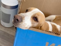 猫の出産のために用意した箱、中にいたのは子猫ではなく…